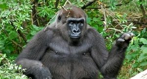 Bronx zoo