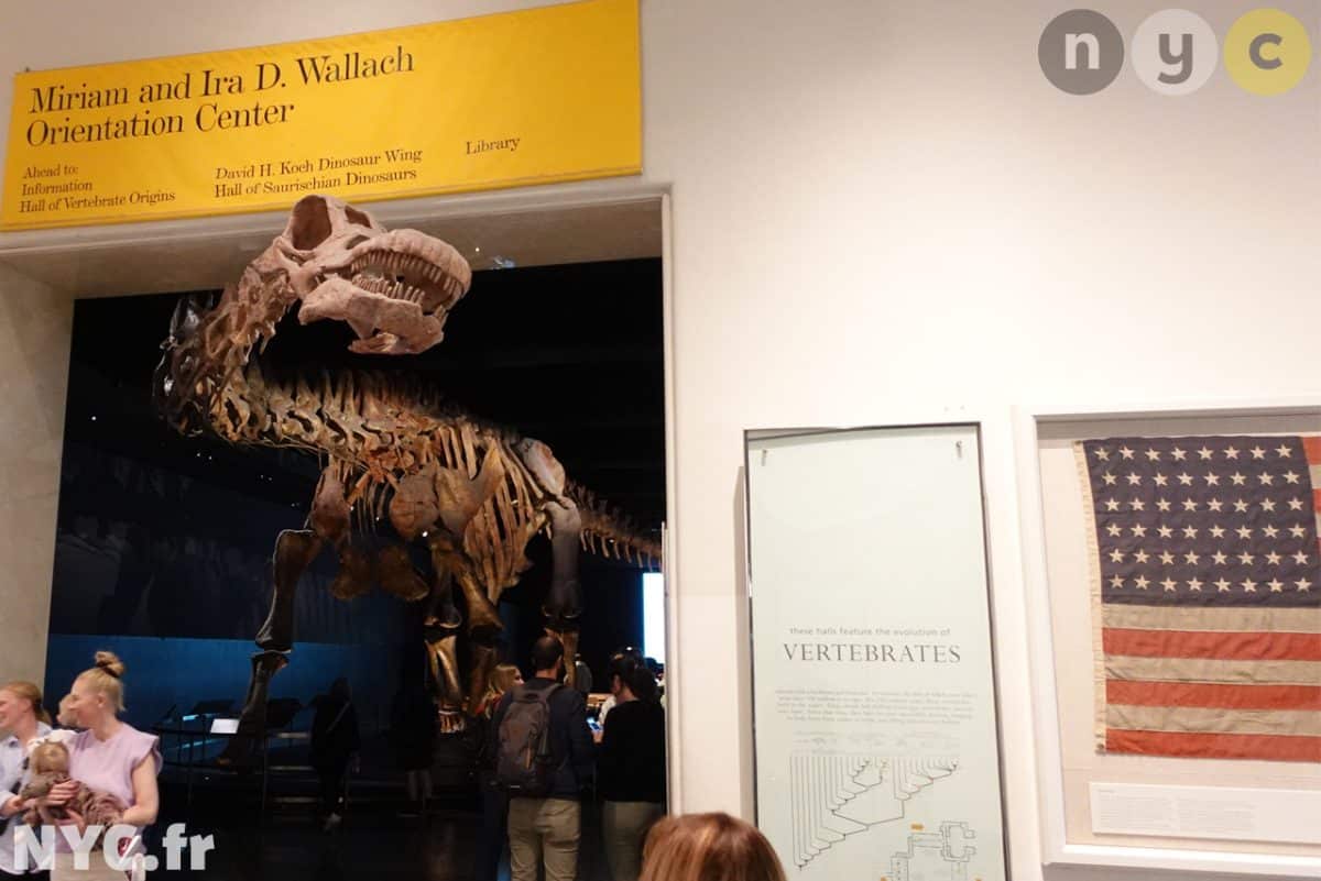 American Museum of Natural History, New York