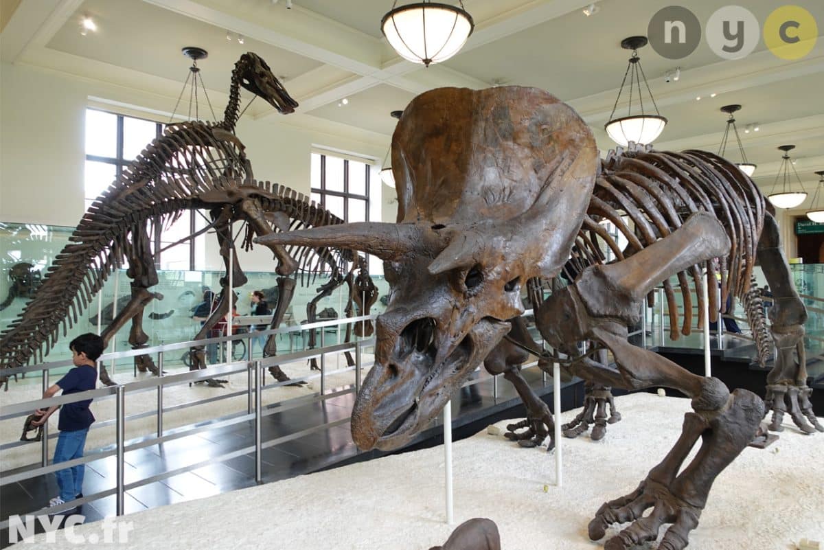 American Museum of Natural History, New York