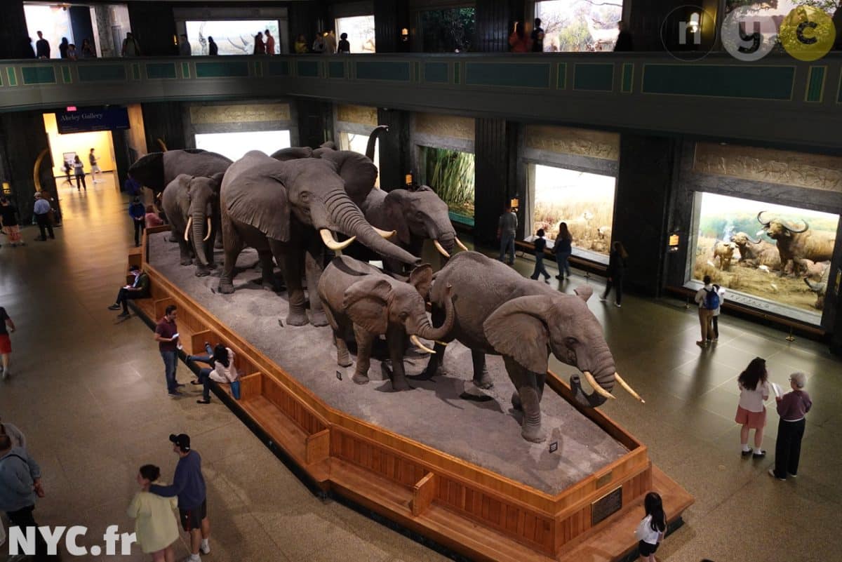 American Museum of Natural History, New York