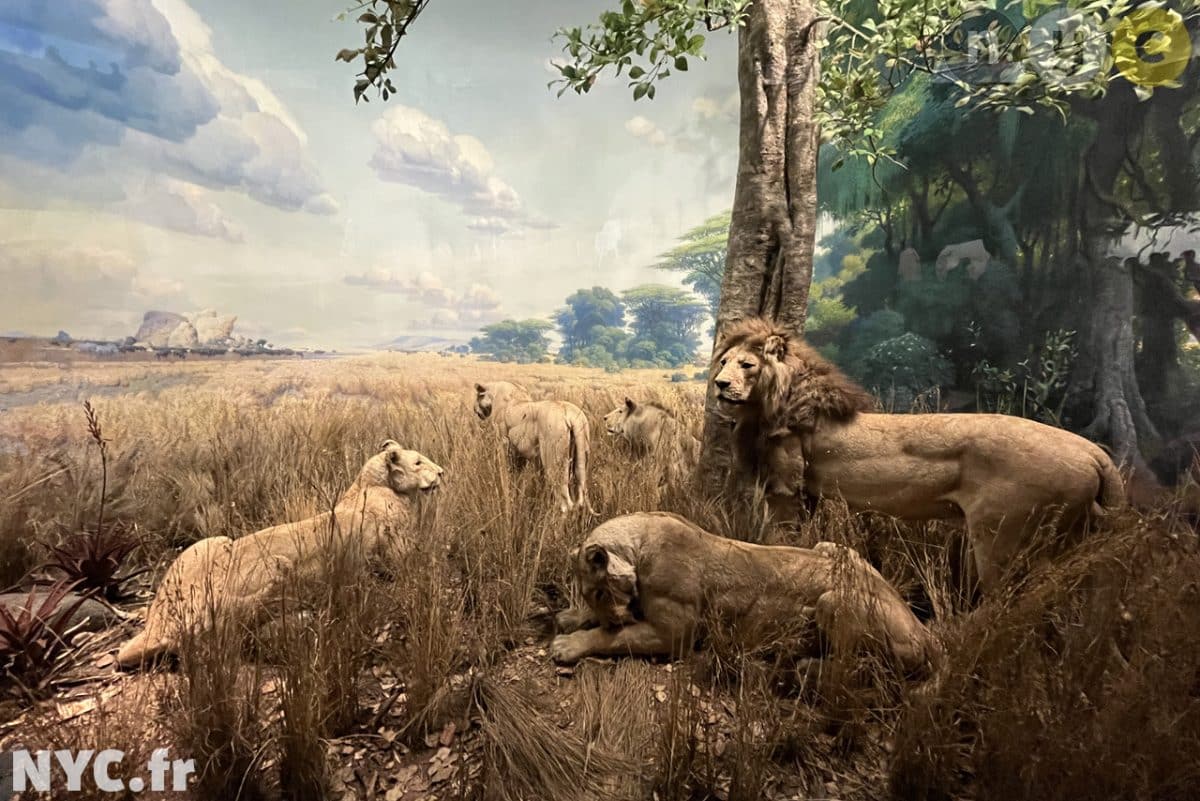 American Museum of Natural History, New York