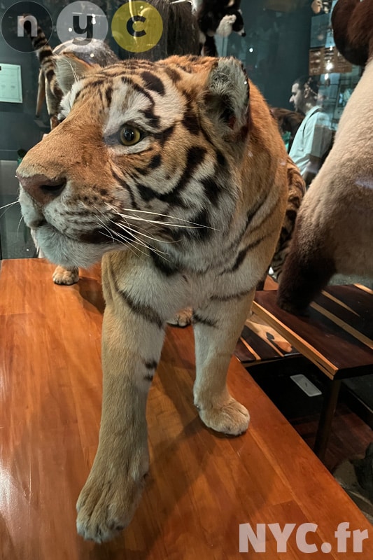 American Museum of Natural History, New York
