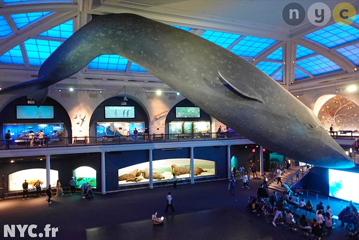 American Museum of Natural History, New York