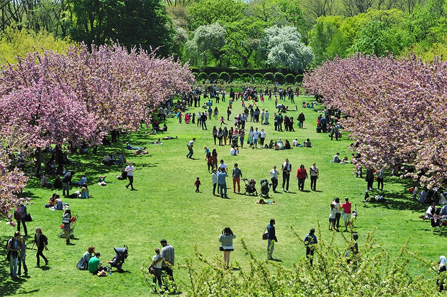 Cherry blossom festival, Bairro de Park Slope